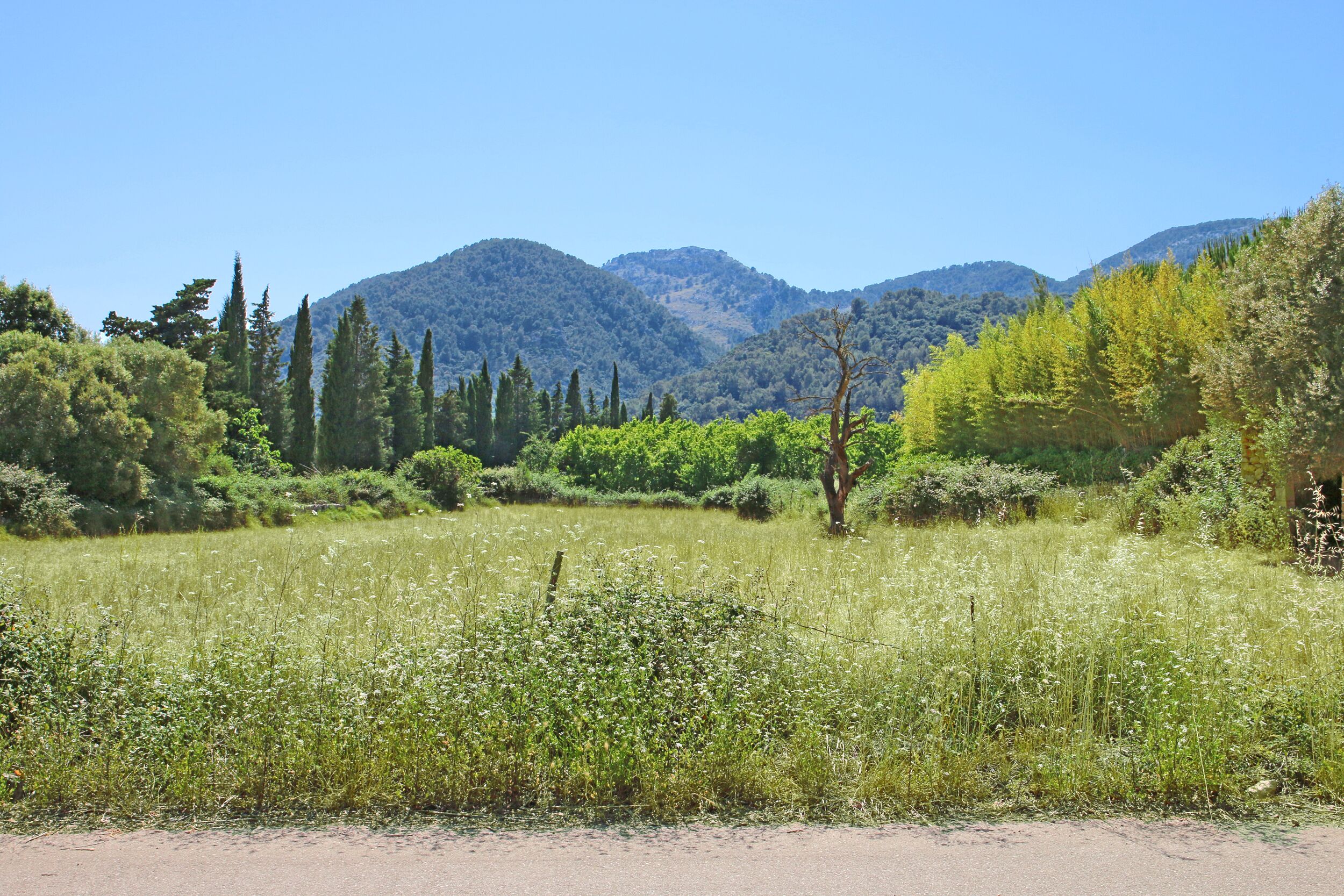 Paisaje natural con un sendero de tierra, vegetación verde y montañas al fondo.