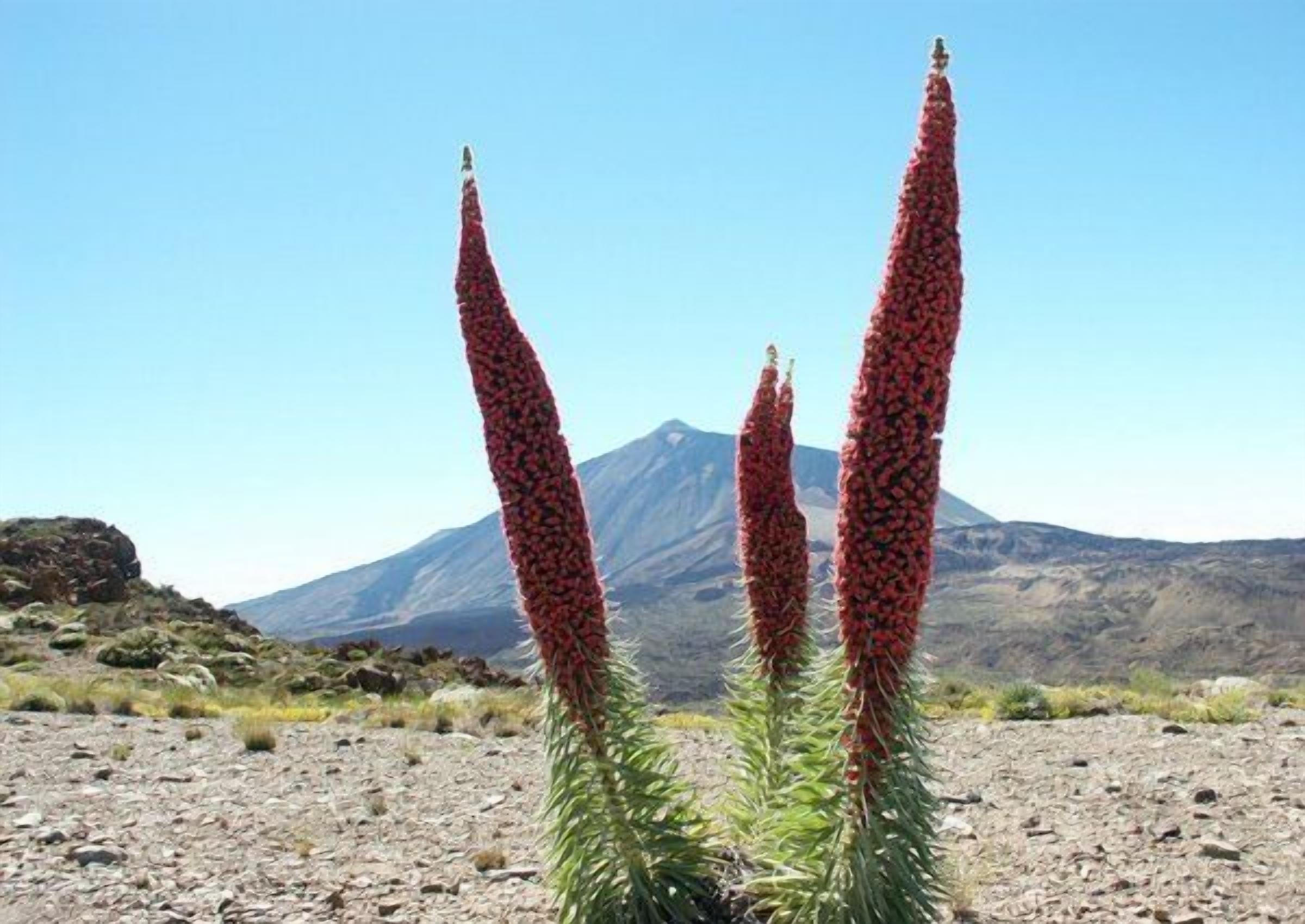 Un cactus sur fond de paysage montagneux.