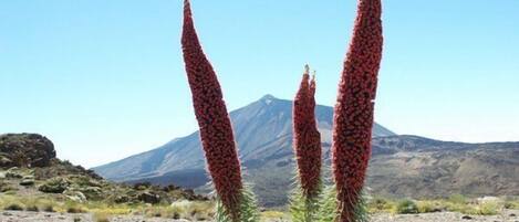 Un cactus sur fond de paysage montagneux.