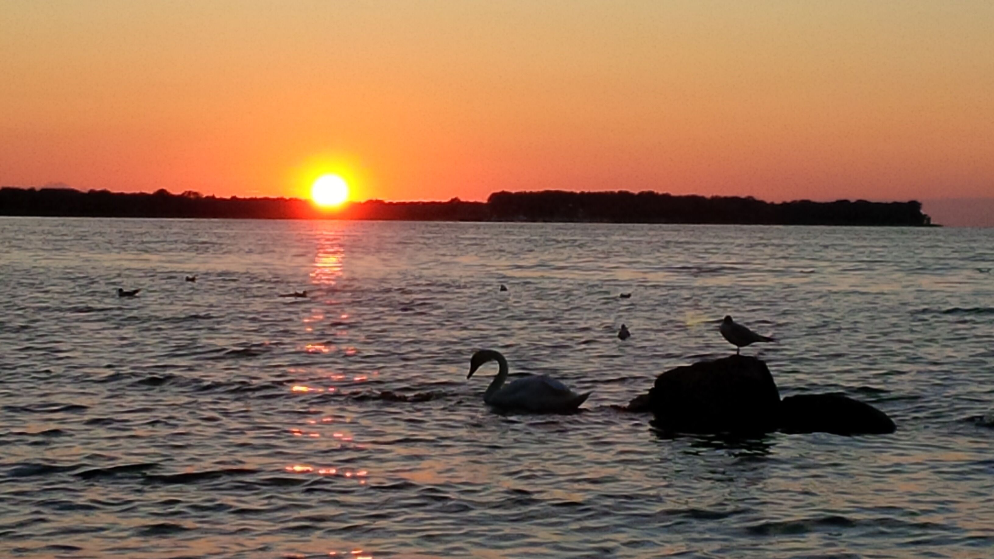 A sunset over a body of water with swans and birds.