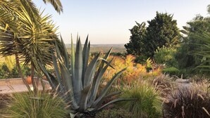 A garden with various plants including a prominent agave plant, a small cactus, and other greenery. - Villa with pool and view in Luz/Lagos (Luz)