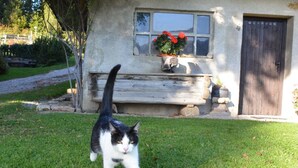 A cat walking on grass in front of a house with a window and a door. - Vacation apartment - mountain farm "Pr Tic" 1050m. Nature, peace, air! 25 km from Bled (Tržic)