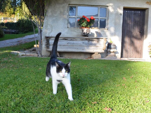Un chat se promène sur l’herbe devant une maison qui a une fenêtre et une porte.