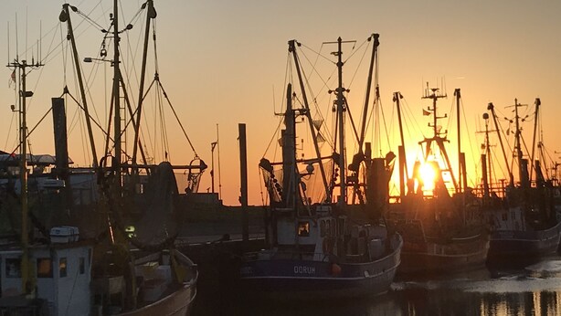 A harbor at sunset with several fishing boats docked. - House "NordSeeStern", detached, right on the North Sea dike with a fireplace (Wurster Nordseeküste)