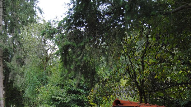 A rustic wooden cabin with a sloped roof, surrounded by lush greenery and a stone staircase leading up. - Romantic holiday home (Dörflis)