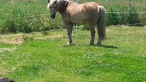 A horse standing in a grassy field with a fence in the background. - Holidays with pony rides, WiFi, TV, dishwasher, oven (Butjadingen - Stollhamm)