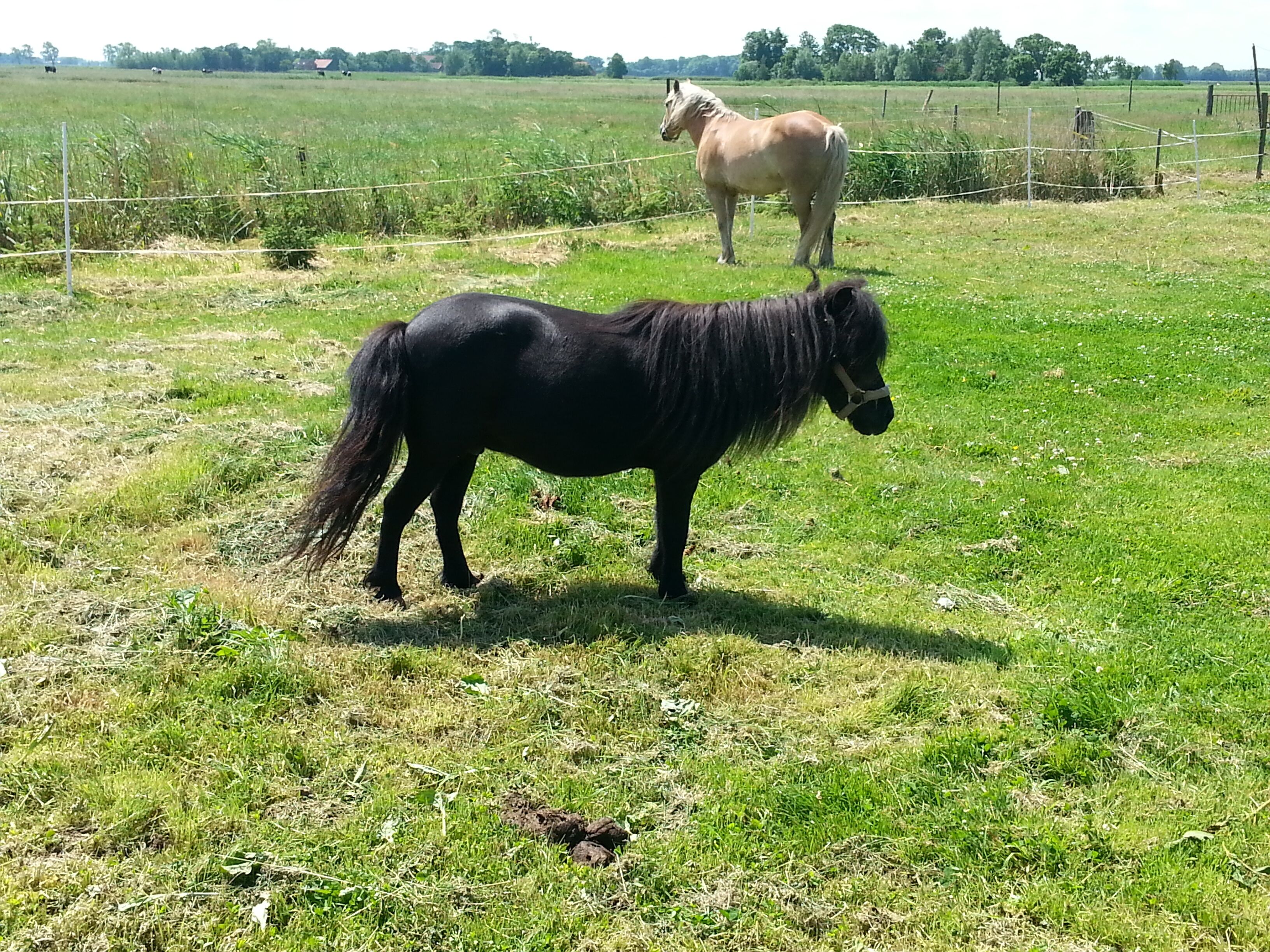 Un campo con dos caballos, uno negro y otro marrón claro, pastando sobre hierba verde.