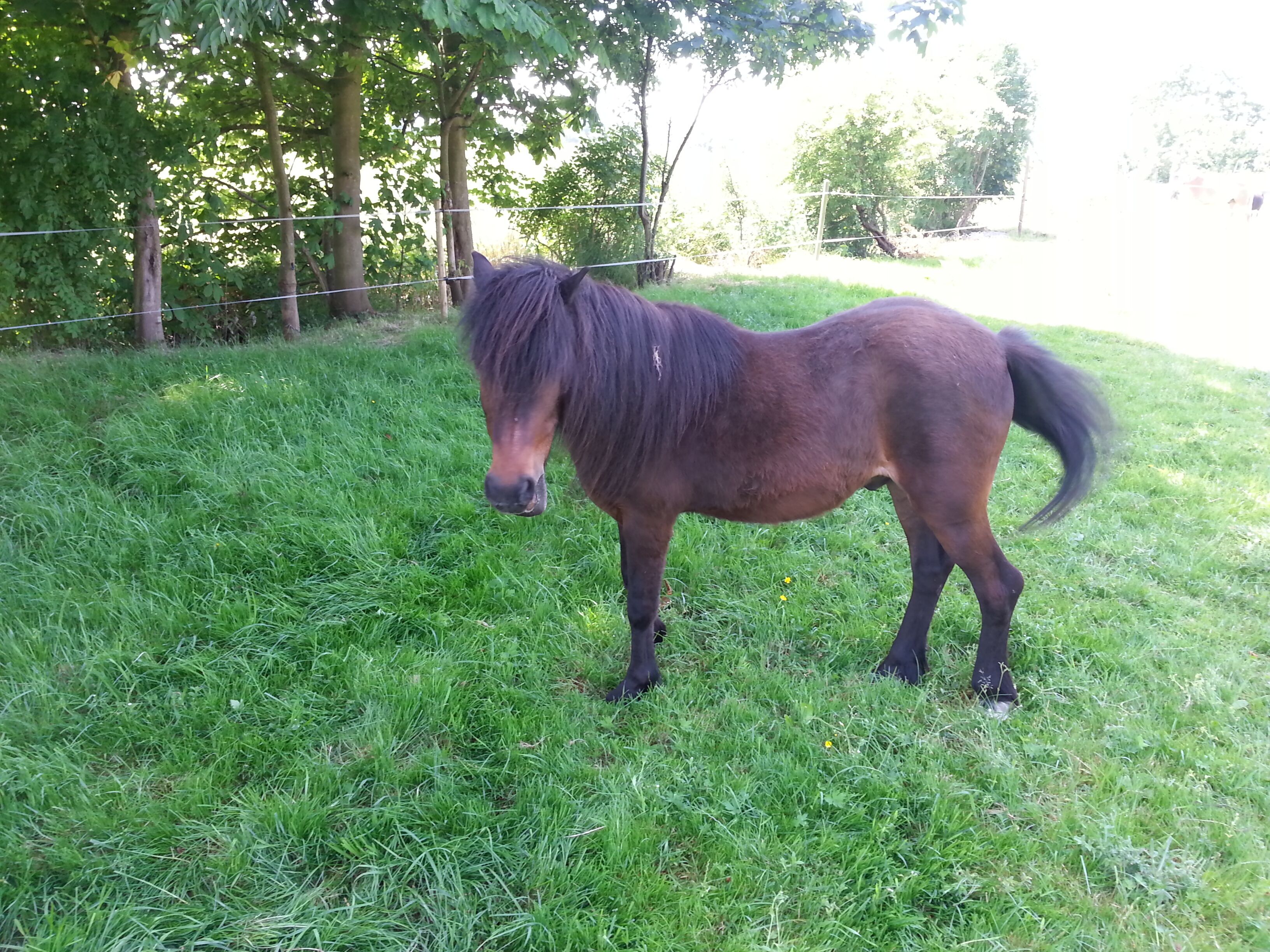 A horse standing in a grassy area with trees and a fence in the background.