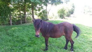 A horse standing in a grassy area with trees and a fence in the background. - Holidays with pony rides, WiFi, TV, dishwasher, oven (Butjadingen - Stollhamm)