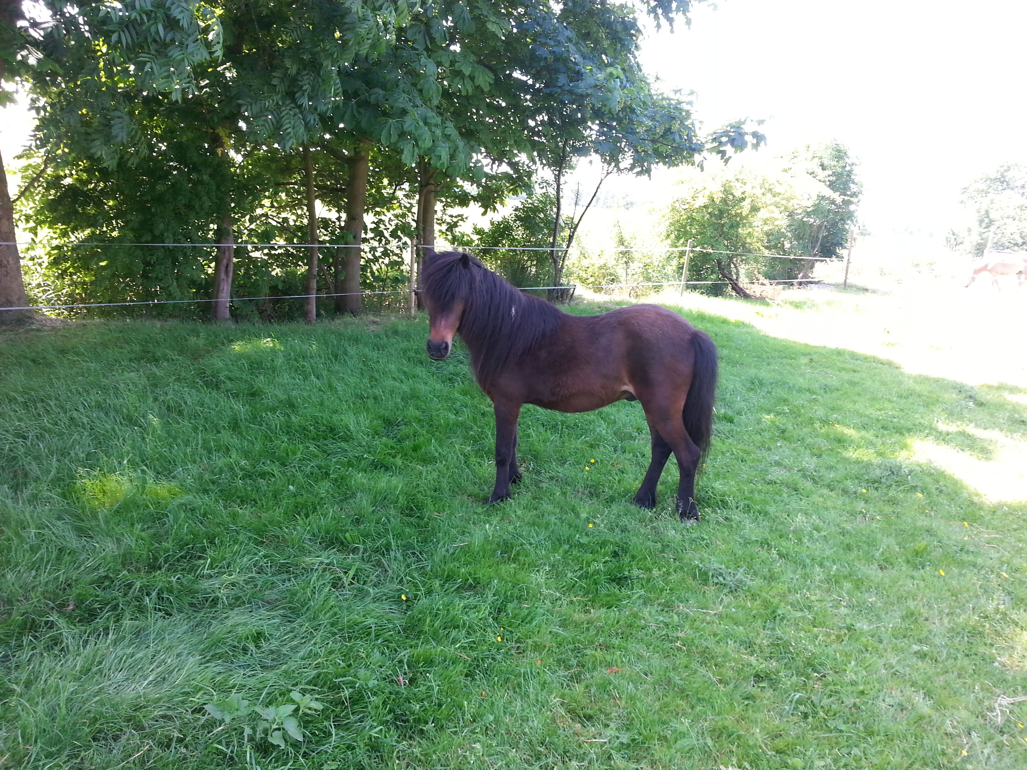Un caballo de pie en un área con césped y árboles al fondo.