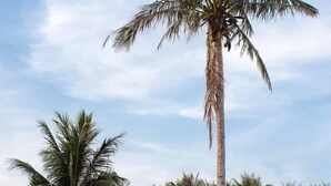 الردهة