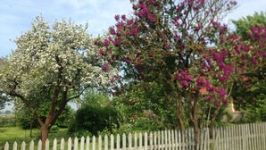 Une clôture blanche faite de piquets, des arbres aux fleurs blanches et violettes, et un ciel dégagé.