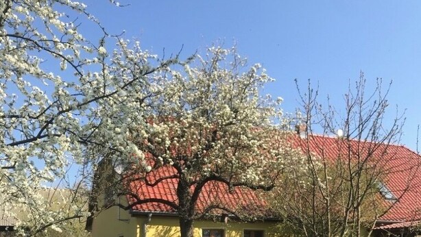 Un bâtiment jaune avec un toit rouge, entouré d’un jardin où poussent différentes plantes et fleurs.