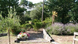 Een tuinpad met een houten bankje, omringd door verschillende planten en bomen.