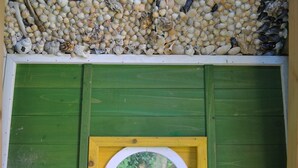 Um quarto com porta verde e janela redonda com moldura amarela.