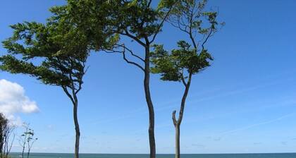 Asunto Itämeri - suojaisella paikalla lähellä metsää