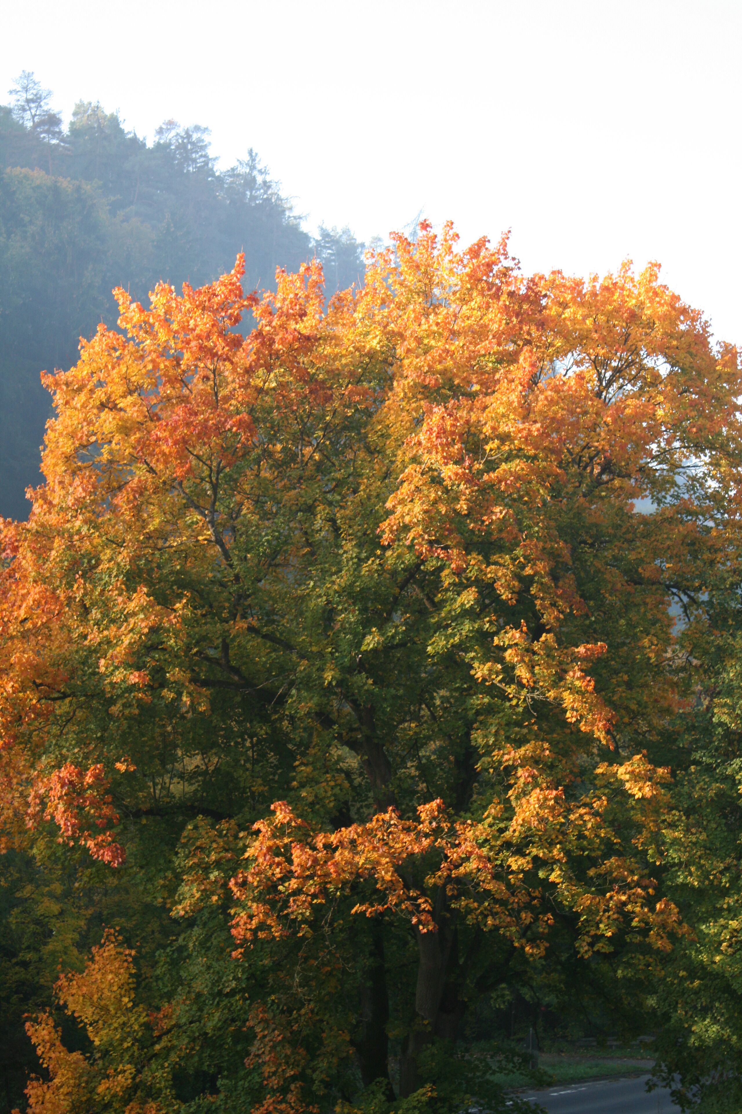 A dense forest with autumn foliage.