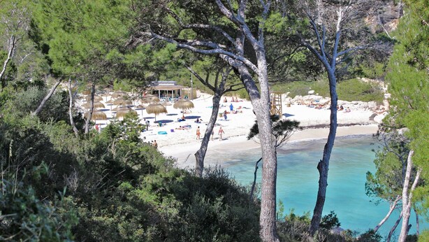 A beach with umbrellas and people, surrounded by trees.