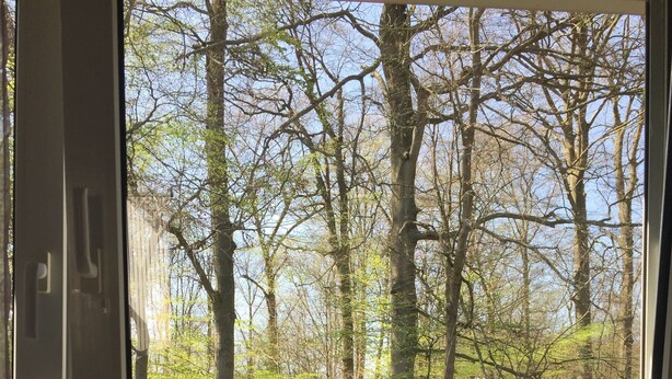 A window with a view of a forested area and a potted plant on the windowsill. - NEW! Modern 3-room apartment in Lüneburg, close to the city, quiet, outskirts (Lüneburg)