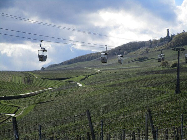 A vineyard with rows of grapevines and a cable car system. - 👉 Holiday home PiCo 👈 Central, cozy and quiet! Do not unpack anywhere ❣️ (Rüdesheim am Rhein)
