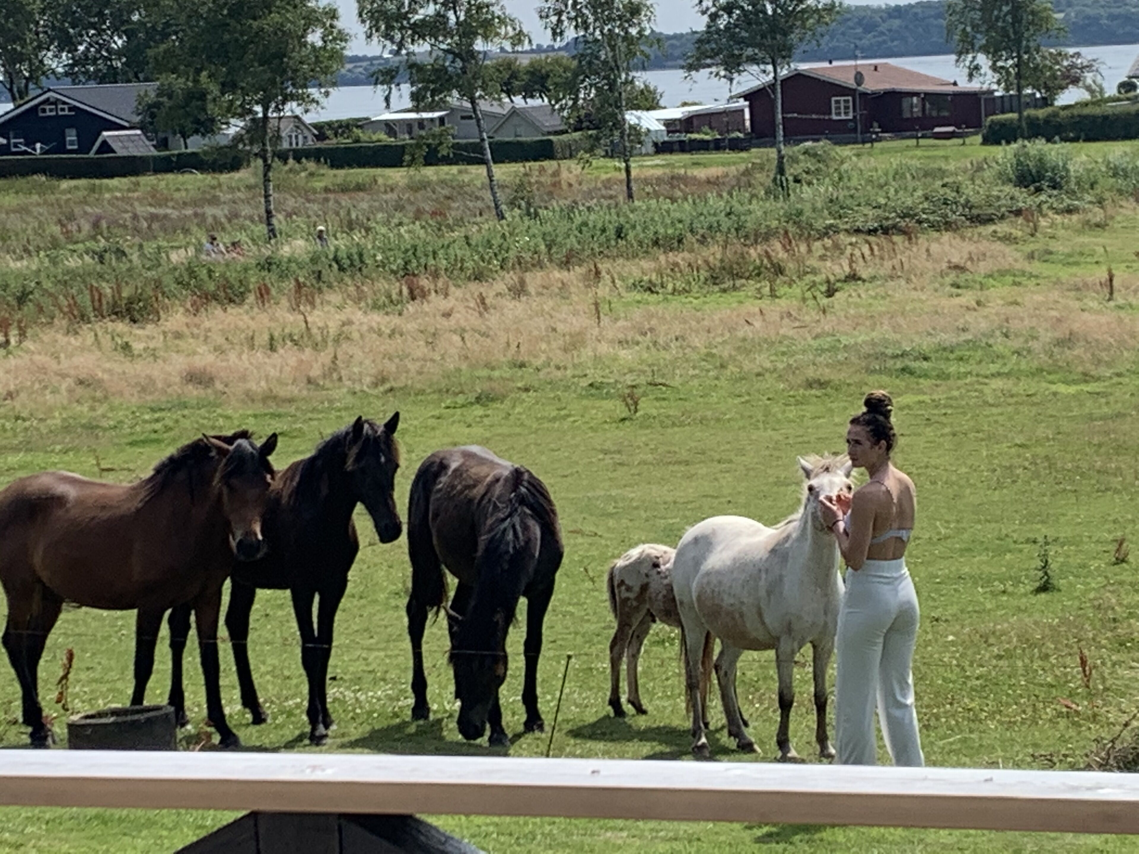 Un espace extérieur clôturé où se trouvent des chevaux et une personne.