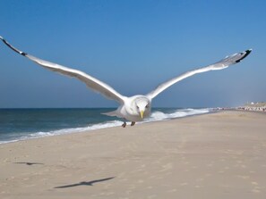 Platja a a prop 