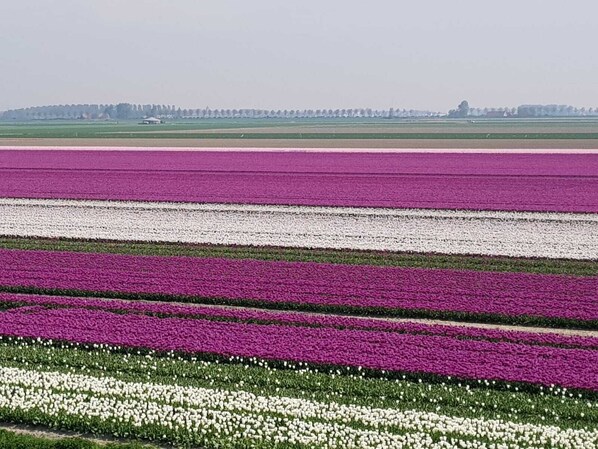 Een veld tulpen in verschillende kleuren.
