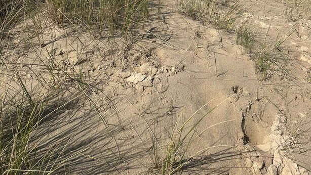 A sandy beach with sparse vegetation and a clear sky. - Detached holiday home in a quiet location, right on the Grevelingenmeer (Herkingen)