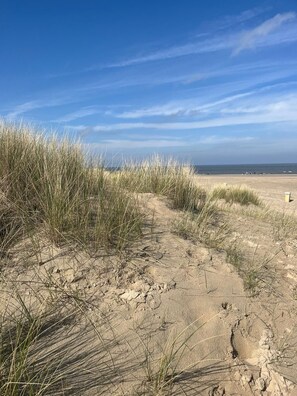 Une plage de sable avec une végétation clairsemée et un ciel dégagé.