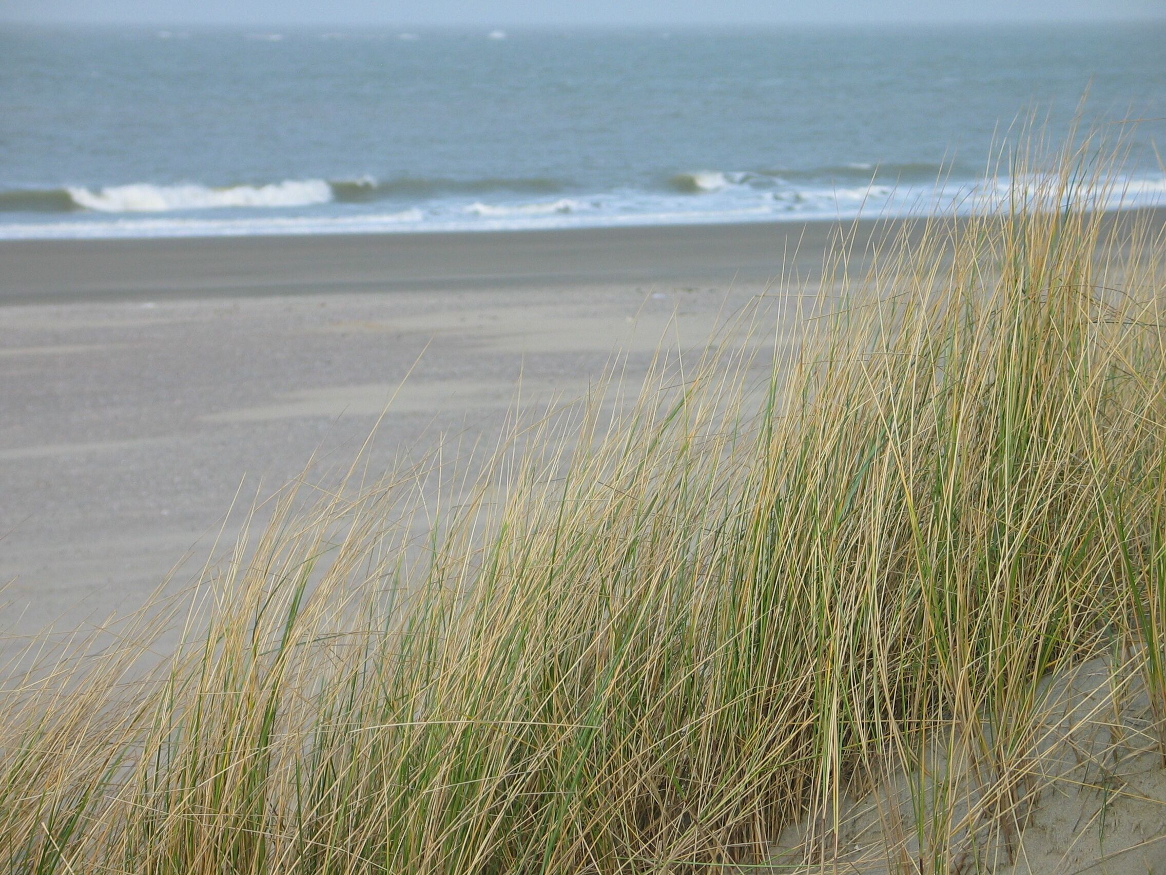 Strand Wissenkerke
