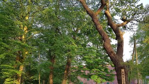 A wooden bench with a sign indicating 'AMELUNG' and 'FERIENWOHUNG' in front of a large tree. - Holiday house Hof Amelung (Bramstedt)