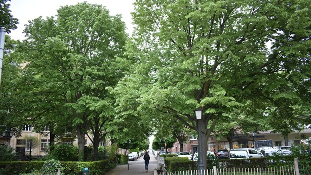 A tree-lined residential street with parked cars and a pedestrian pathway. - Idyllic, central, quiet, high-quality apartment in an old building with excellent transport connections (Heidelberg)