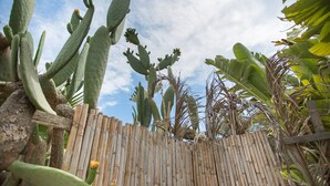 A cactus garden with a wooden fence.