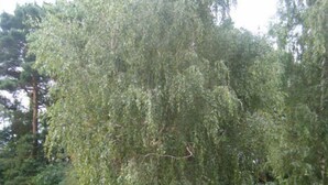 Ein hölzernes Gartenhaus mit geneigtem Dach, umgeben von einem gepflegten Rasen und einem dichten Baum.