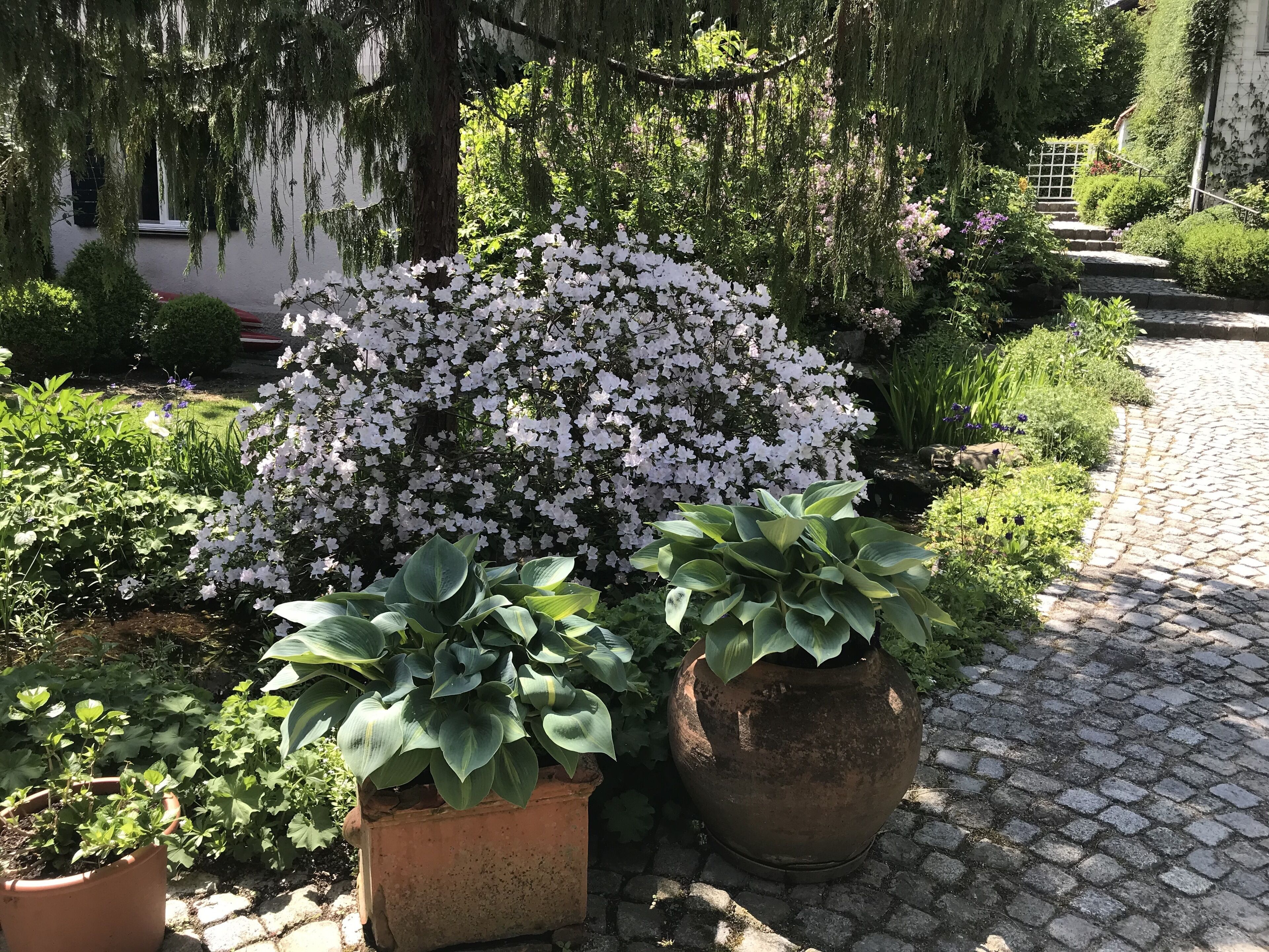 Un jardin où l’on trouve une grande variété de plantes et un sentier pavé de pierres.