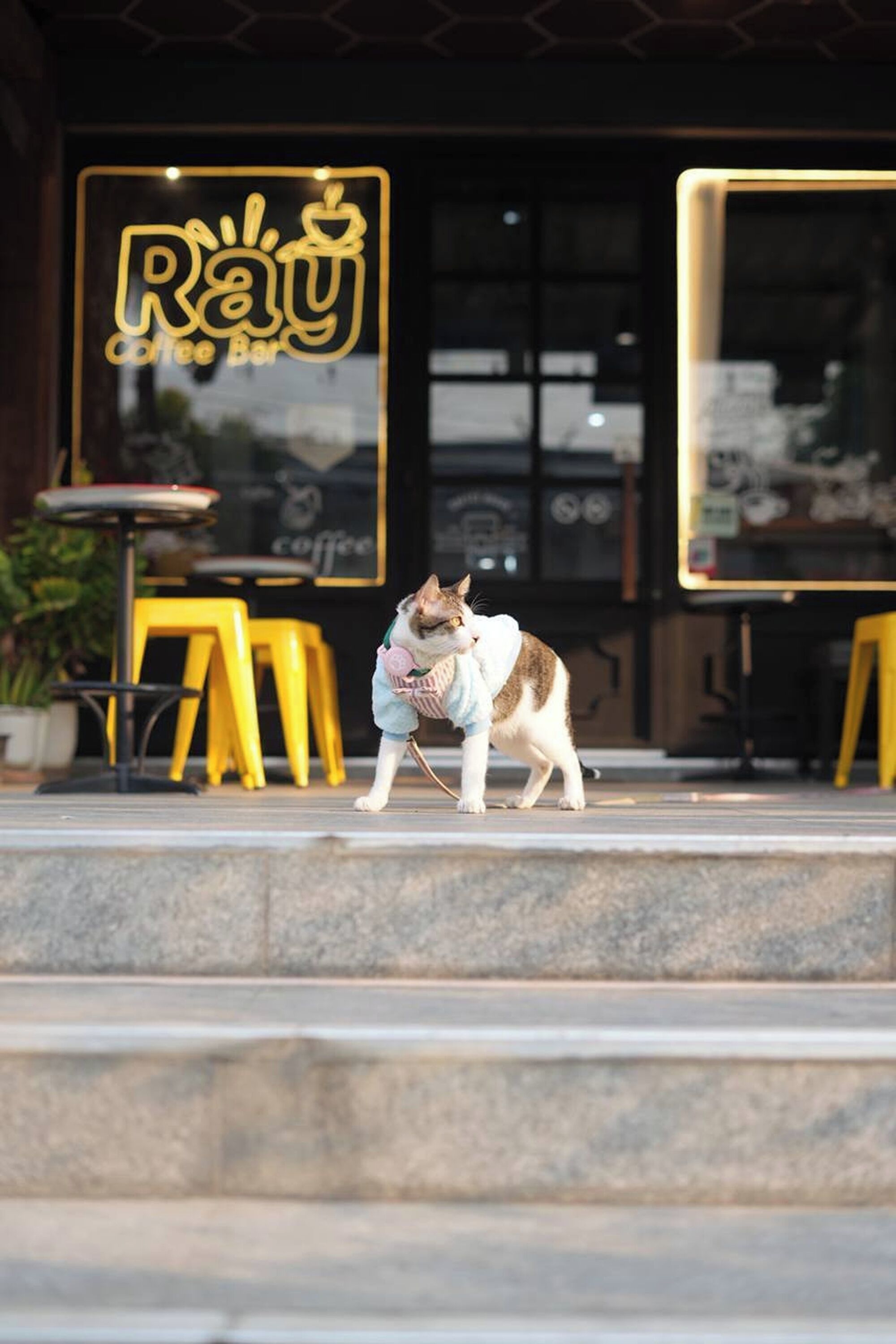 Photo - Ray Coffee Bar & Hostel - Adults Only