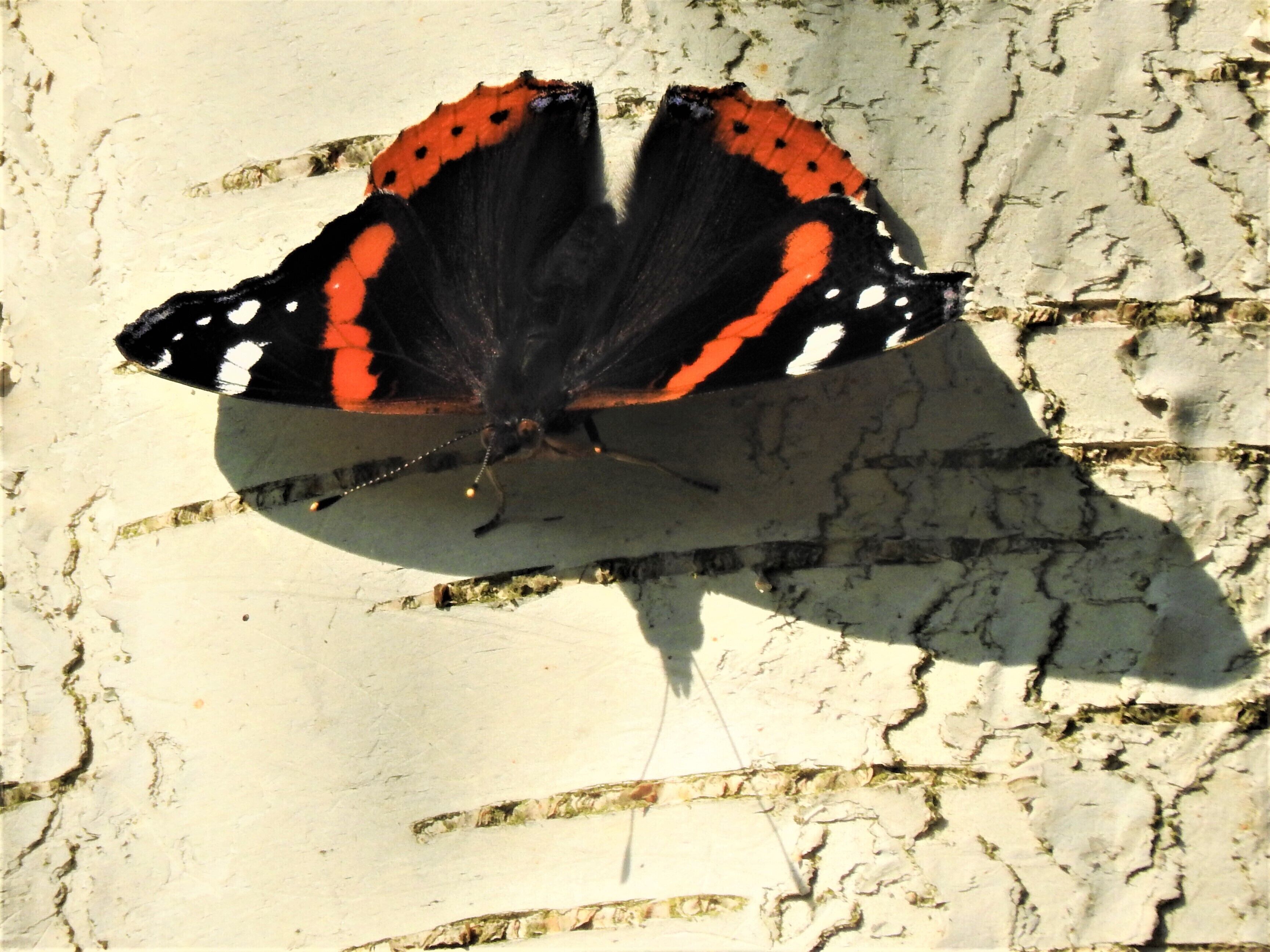 Una mariposa sobre una superficie con textura.