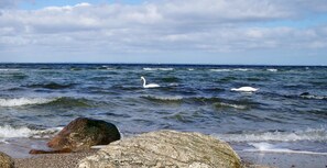 Nära stranden