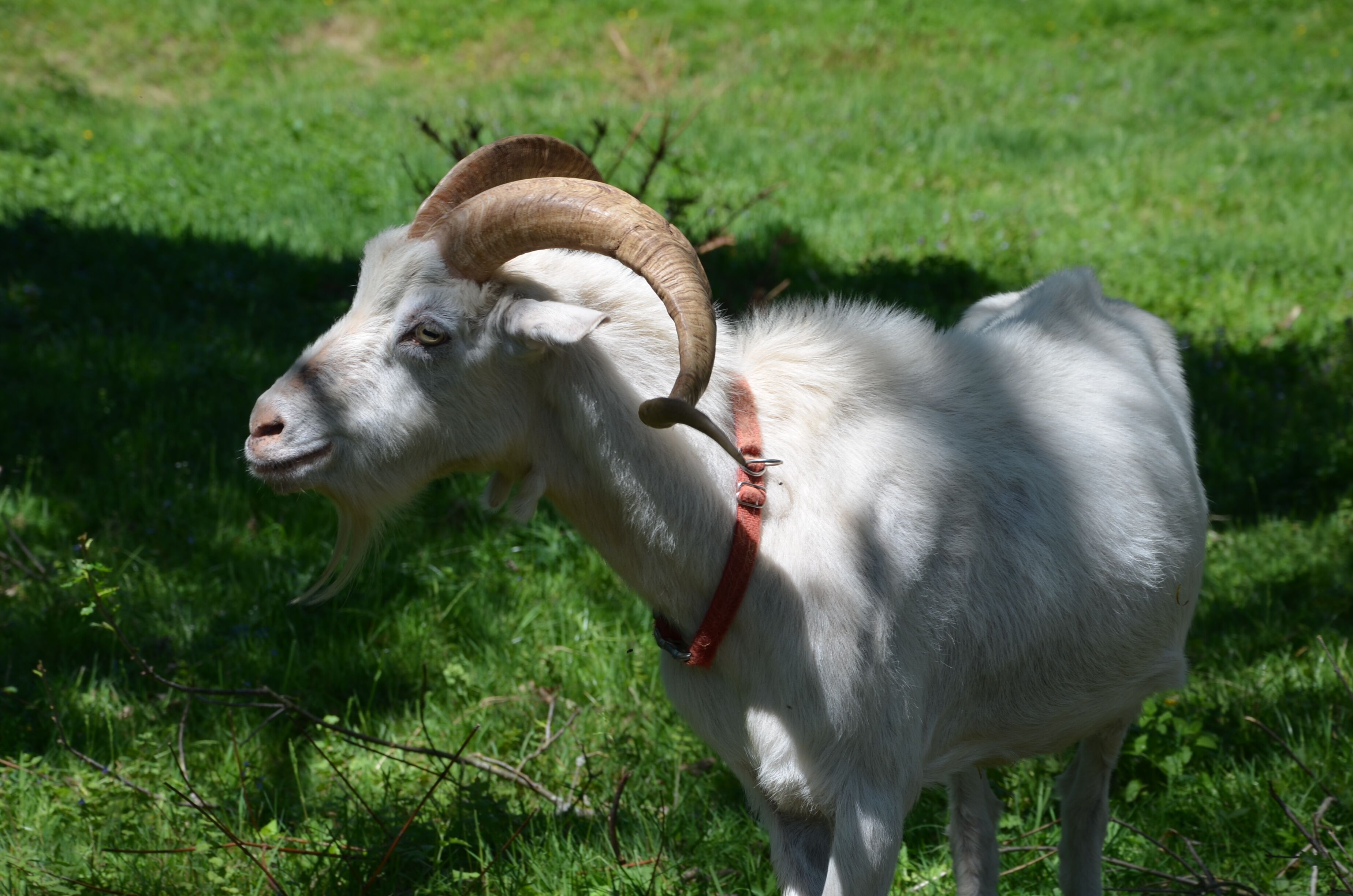 A white goat with large curved horns standing on grass.