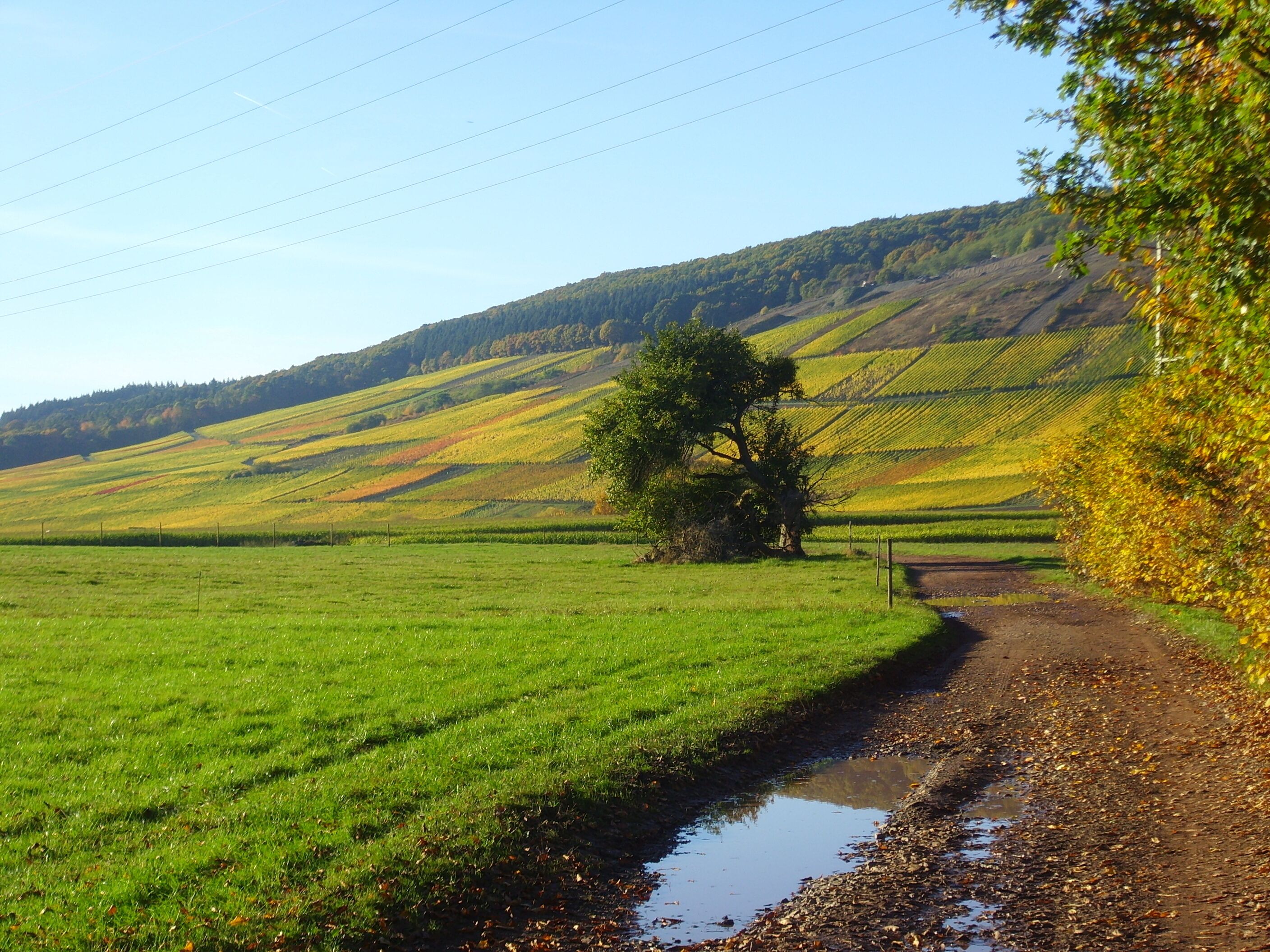 Paisagem rural com uma trilha de terra que atravessa um campo verde, ladeada por uma cerca e uma colina ao fundo.
