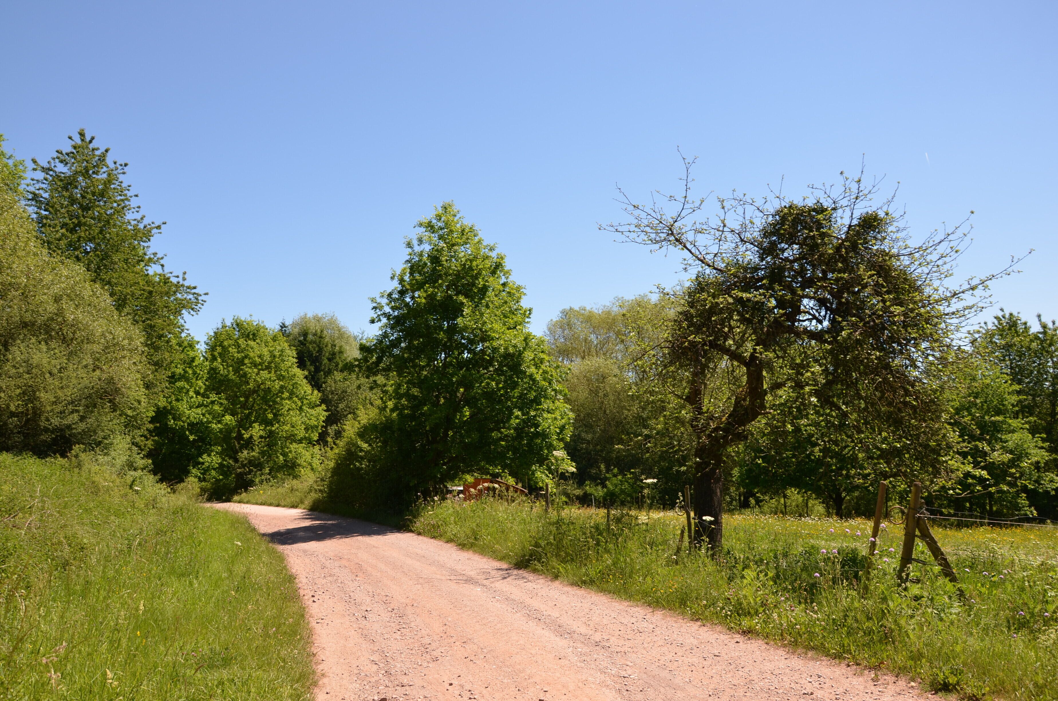 Ein ländlicher Feldweg, gesäumt von Bäumen und Gras.