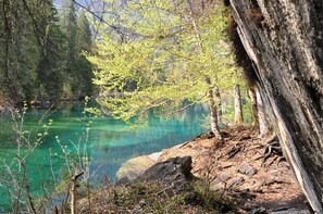 A natural landscape with a clear lake surrounded by trees and a large tree trunk.