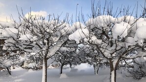 Un paysage enneigé, avec des arbres sans feuilles et un ciel dégagé.