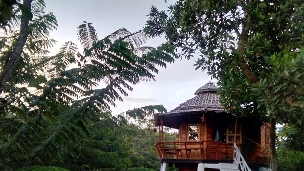 Une cabane en bois avec un toit de chaume, entourée d’une végétation luxuriante et d’arbres.