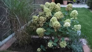 En trädgård med hortensia-buskar, en mur av tegelsten och en krukväxt.