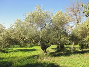 A tree-lined field with a clear sky. - 100% quiet in Uzès! Sw.-pool 10X5m, 70m² with AC+priv. terrace, WIFI, big garden (Uzès)