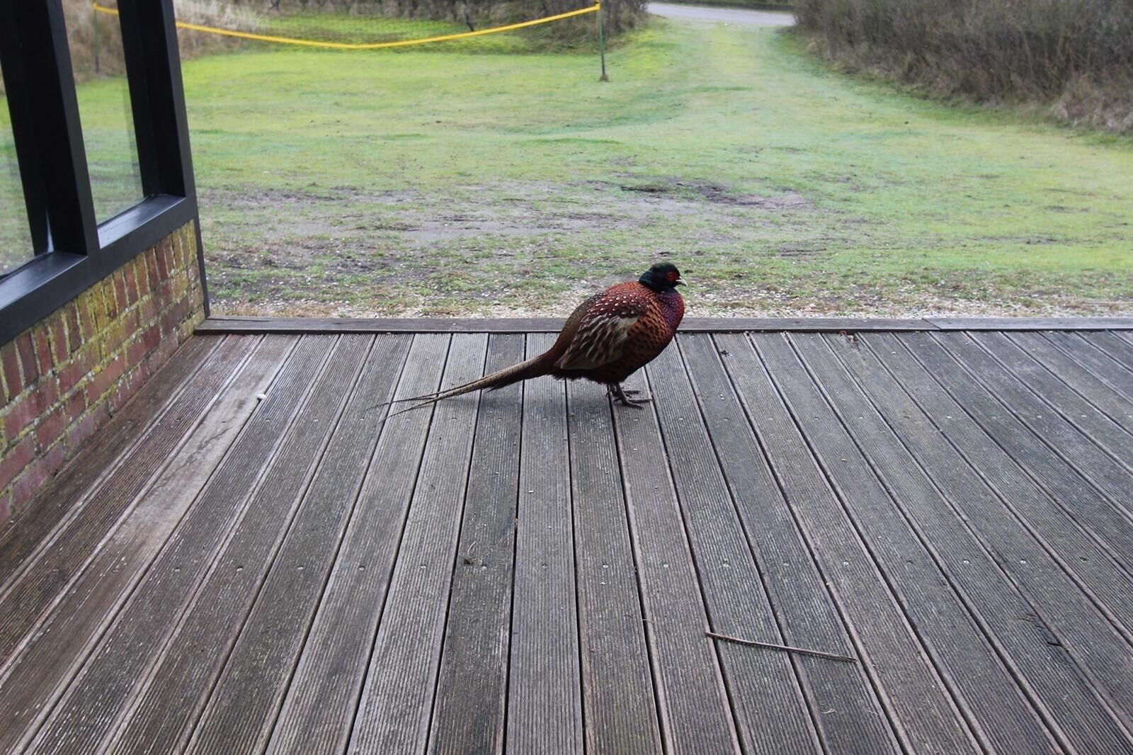 Een vogel op een houten terras, met een grasveldje en een gele touwbalkering op de achtergrond.