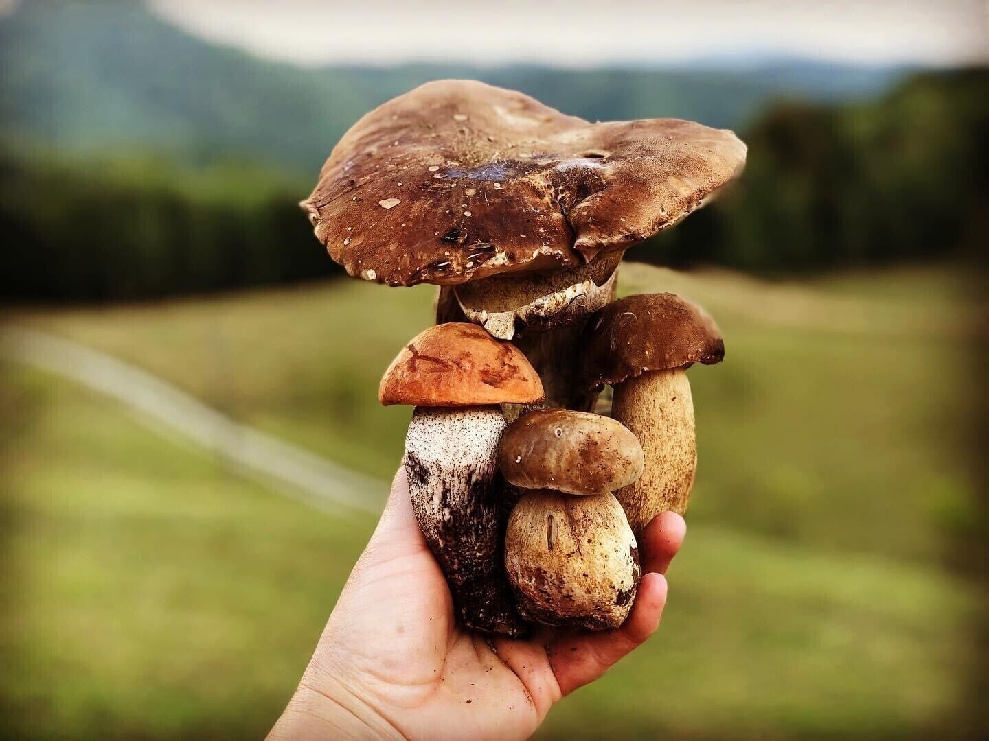 Una mano sosteniendo varios hongos.