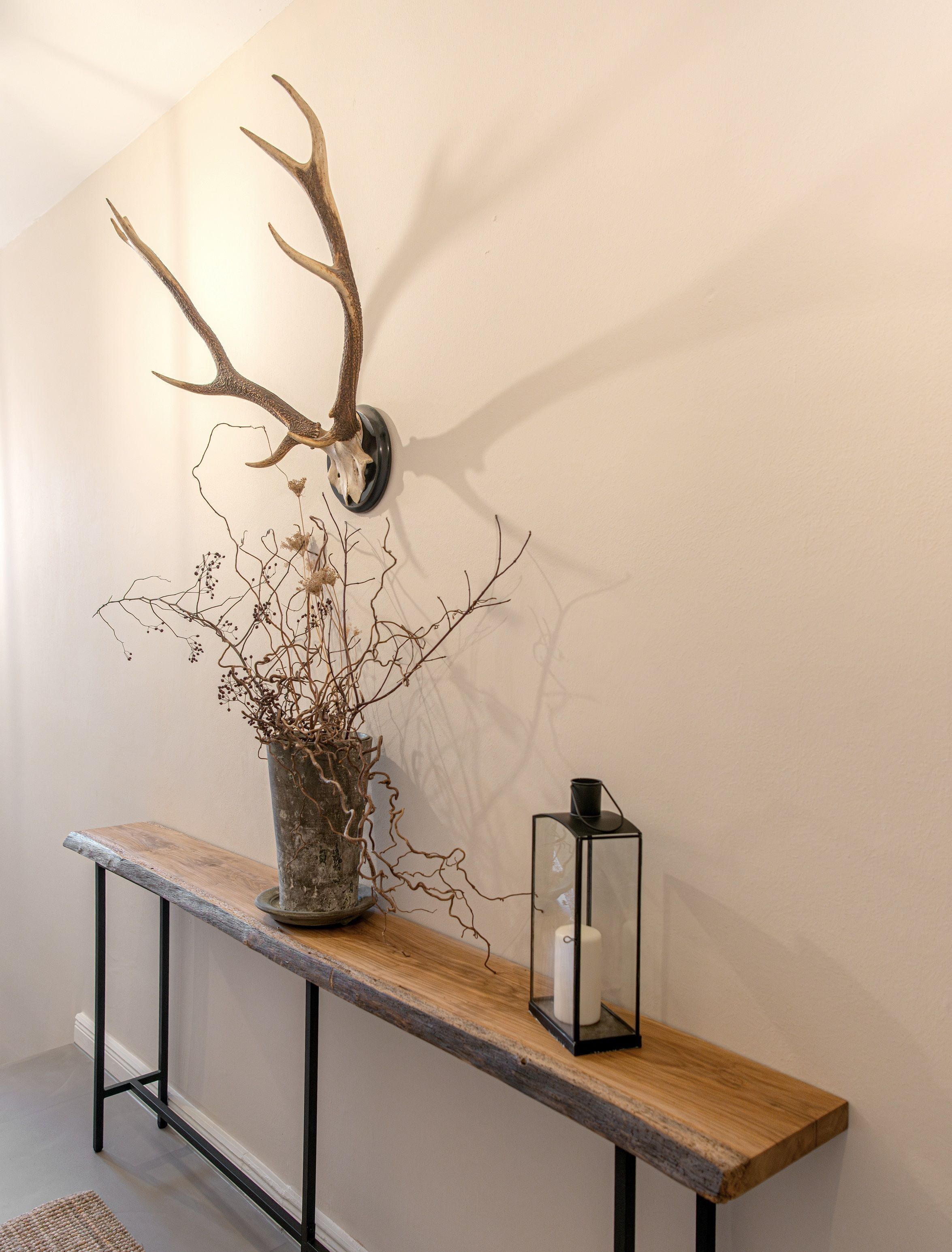 A wooden bench with a potted plant and a wall-mounted deer antler.