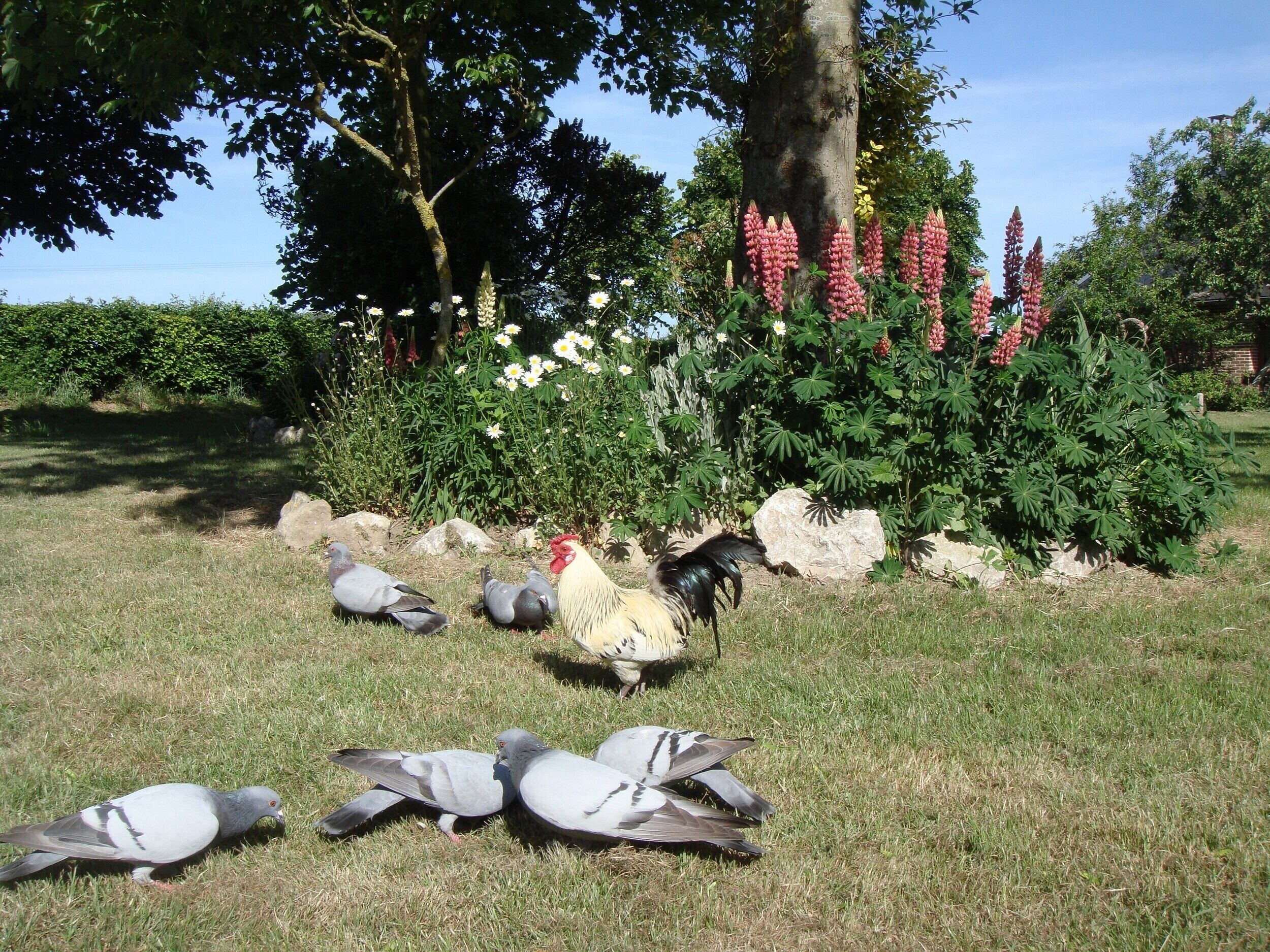 A garden with a tree, flowering plants, and a rooster.